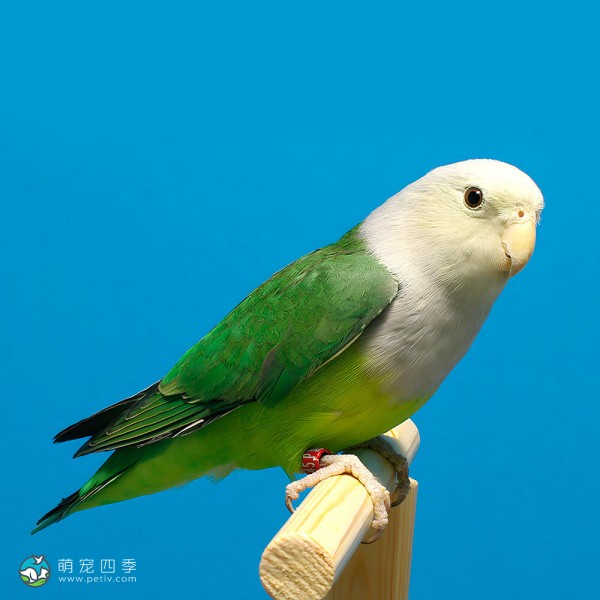 灰头牡丹鹦鹉-1