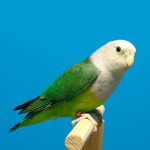 灰头牡丹鹦鹉-缩略图-1