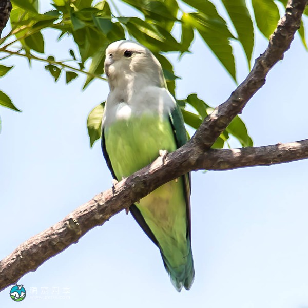 灰头牡丹鹦鹉-2