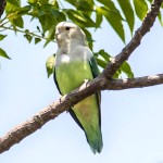 灰头牡丹鹦鹉-缩略图-2