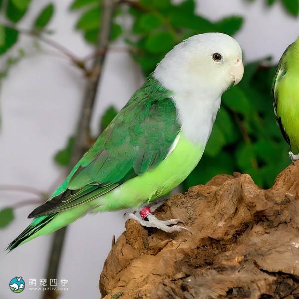 灰头牡丹鹦鹉-3