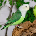 灰头牡丹鹦鹉-缩略图-3