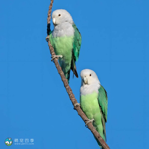 灰头牡丹鹦鹉-4