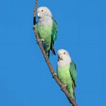 灰头牡丹鹦鹉-缩略图-4