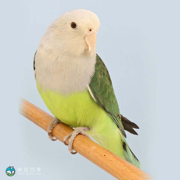 灰头牡丹鹦鹉-5