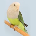 灰头牡丹鹦鹉-缩略图-5