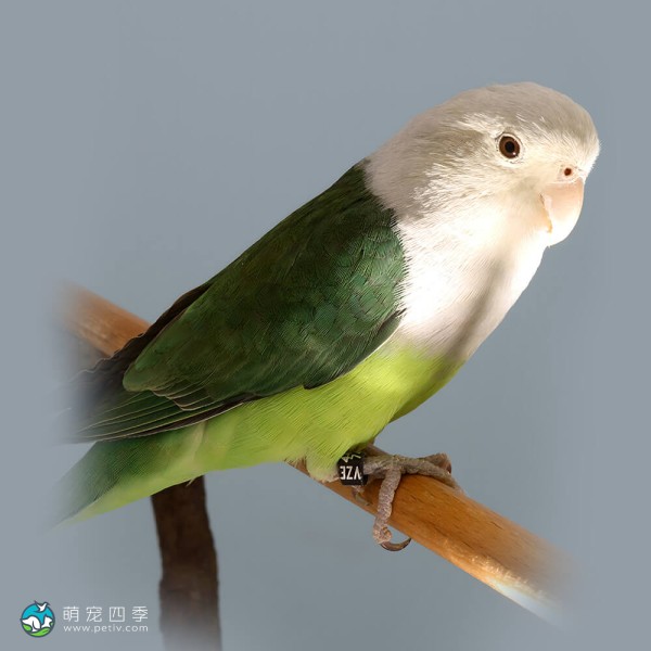 灰头牡丹鹦鹉-6