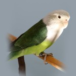 灰头牡丹鹦鹉-缩略图-6