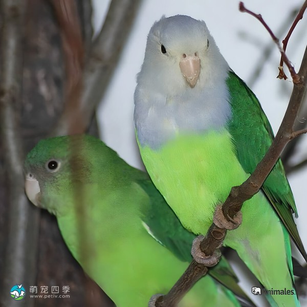 灰头牡丹鹦鹉-7