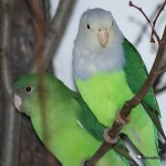 灰头牡丹鹦鹉-缩略图-7