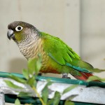 麦耶氏鹦鹉-缩略图-1