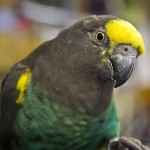 麦耶氏鹦鹉-缩略图-2