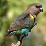 麦耶氏鹦鹉-缩略图-3