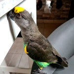 麦耶氏鹦鹉-缩略图-4