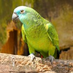 麦耶氏鹦鹉-缩略图-5