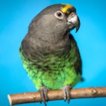 麦耶氏鹦鹉-缩略图-6