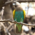 麦耶氏鹦鹉-缩略图-7