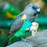 麦耶氏鹦鹉-缩略图-8