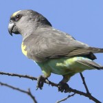 麦耶氏鹦鹉-缩略图-9