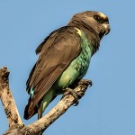 麦耶氏鹦鹉-缩略图-10