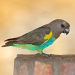 麦耶氏鹦鹉-缩略图-11