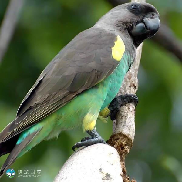 麦耶氏鹦鹉-12