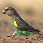 麦耶氏鹦鹉-缩略图-13