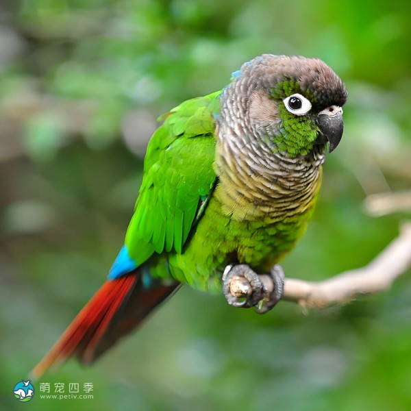 麦耶氏鹦鹉-14