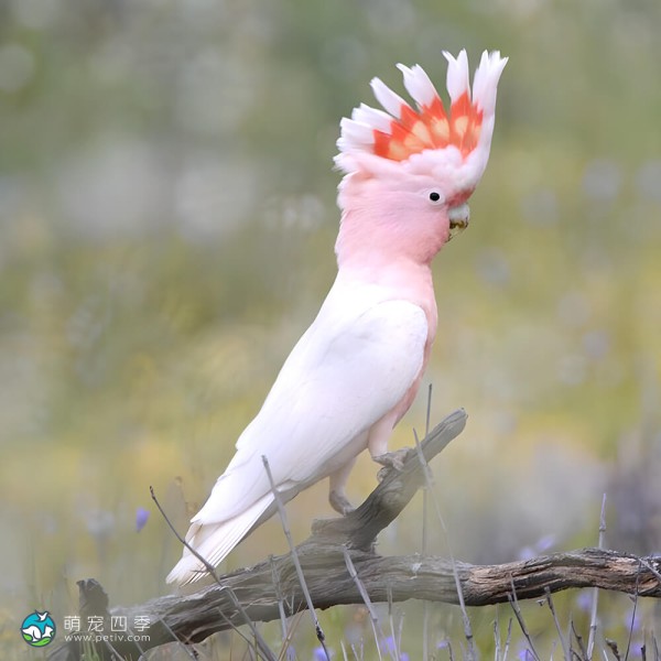 米切氏凤头鹦鹉-1