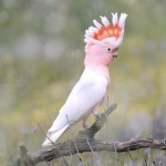 米切氏凤头鹦鹉-缩略图-1