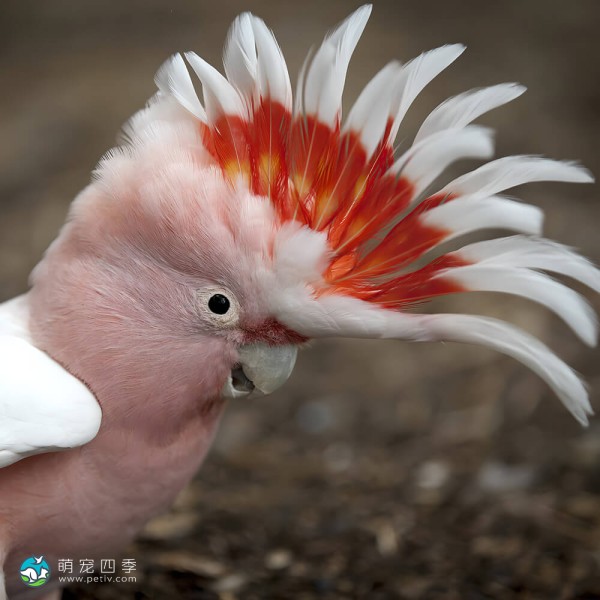 米切氏凤头鹦鹉-2