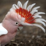 米切氏凤头鹦鹉-缩略图-2