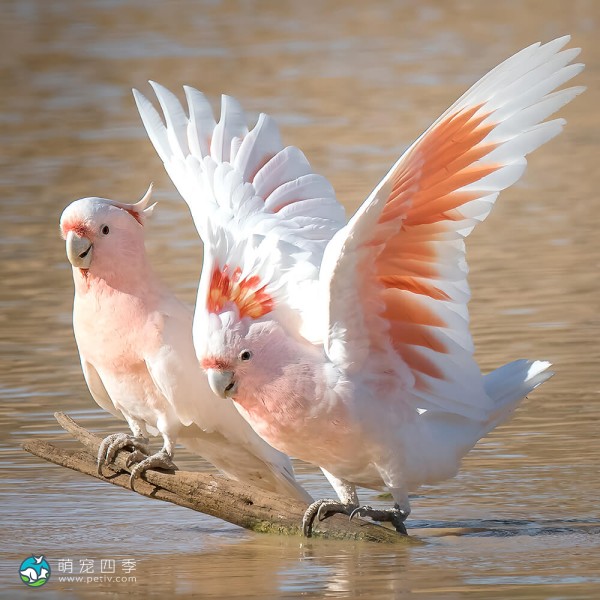 米切氏凤头鹦鹉-3