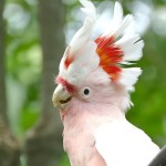 米切氏凤头鹦鹉-缩略图-4