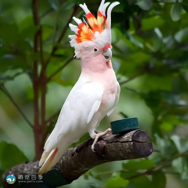 米切氏凤头鹦鹉-5