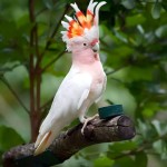 米切氏凤头鹦鹉-缩略图-5