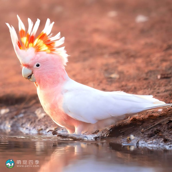 米切氏凤头鹦鹉-6