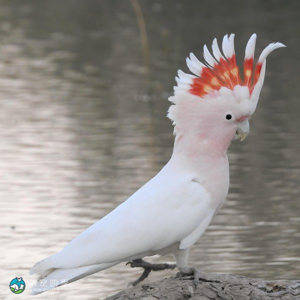 米切氏凤头鹦鹉-7