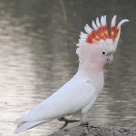 米切氏凤头鹦鹉-缩略图-7