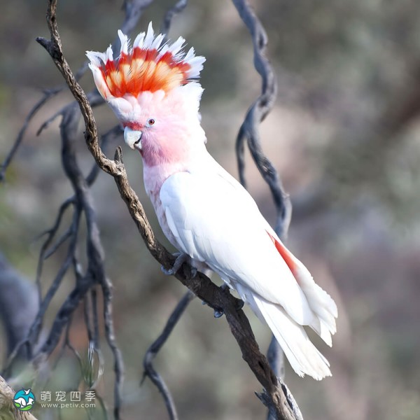 米切氏凤头鹦鹉-8