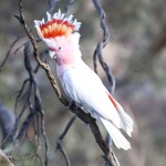 米切氏凤头鹦鹉-缩略图-8