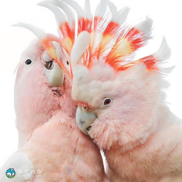 米切氏凤头鹦鹉-9