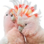 米切氏凤头鹦鹉-缩略图-9