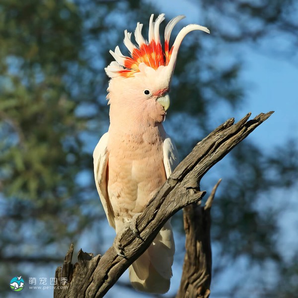 米切氏凤头鹦鹉-10