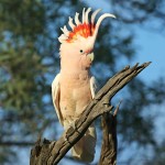 米切氏凤头鹦鹉-缩略图-10