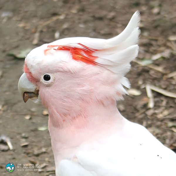 米切氏凤头鹦鹉-11