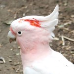 米切氏凤头鹦鹉-缩略图-11