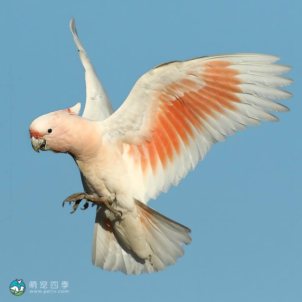 米切氏凤头鹦鹉-13