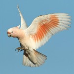 米切氏凤头鹦鹉-缩略图-13