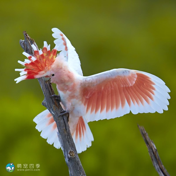 米切氏凤头鹦鹉-14